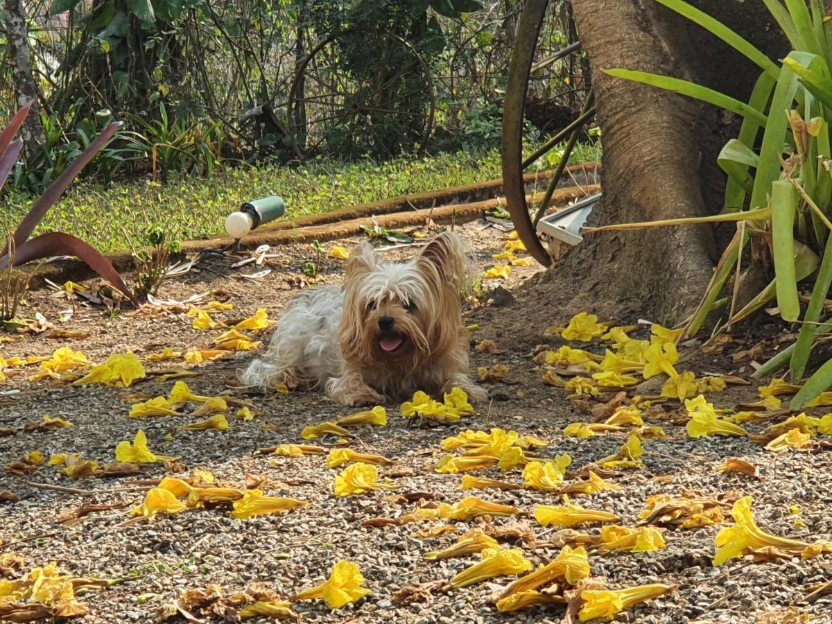 Pousada Atelier Casa Do Ipe Amarelo Miguel Pereira Ngoại thất bức ảnh